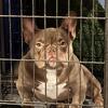 American Bully Nano Female