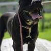Cane corso Male 