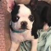 Older Female Boston terrier looking for home 
