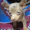 Chihuahua Pups male & females Tiny Toys