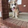 Akc siberian husky male 
