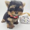 Yorkie Puppies for sale New York- New Jersey