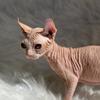 Sphynx and Elf Kittens