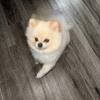 Purebred Pomeranian Stud (1 year ) 