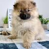 Pomeranian Puppies Ready Now