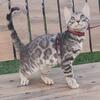 Bengal kitten