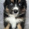Australian Shepherd Puppies AKC Standard size