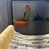 Breeding pair of lovebirds 