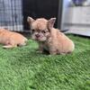 Fluffy French Bulldogs 