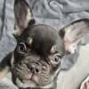 Meet Chip – Stunning 10 week AKC registered Chocolate with tan pounts (fluffy carrier)French Bulldog Male