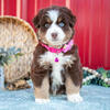 Stunning AKC Miniature Australian Shepherd Puppies