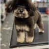 Phantom 6 lb Toy Poodle Stud Service