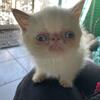 Max is a very outgoing, friendly, exotic, shorthair little boy