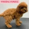 Toy Poodle Puppies /  Miniature Poodle / Toy Poodles