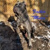 Iccf registered cane corso puppies 