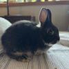 Baby Netherland Dwarf Rabbit