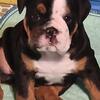 English Bulldog Puppy