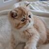 RESERVED CFA Exotic Shorthair male RESERVED