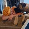 English Mastiff puppies born 10-11-25 looking for their forever home 