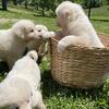 2 month old great Pyrenees puppies