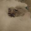 PERSIAN KITTENS