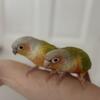 Bonded conures!