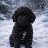 Toy Poodle Puppies
