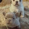French bulldog puppy