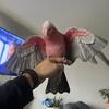 Rose breasted cockatoo