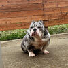 American Bully