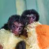 Baby Tamarin monkeys 