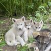 Winter Lowcontent Wolfdog Litter (Husky x Wolf Hybrid)