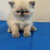 Exotic Shorthair kitten