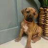 AKC Christmas Puppies - Rhodesian Ridgeback