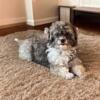 Adorable Female Havanese Ready for a Loving Home!