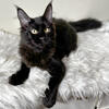 Purebred Maine Coon Kitten: black smoke female 7 mo