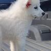 American Eskimo Spitz puppy 