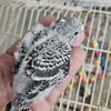 parakeet babies 