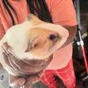 Guinea pigs for sale
