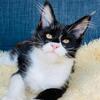 Sirius- Male Tuxedo Maine Coon. CFA registered 