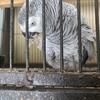 African grey female