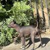 Stud Xoloitzcuintli