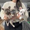 ☘️🍍Blue Frenchie Puppies Now Ready for their new forever Home🌻🍉