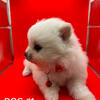 Adorable Baby Pomeranians Looking for Their Forever Homes!