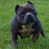 American bully