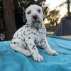 Dalmatian purebred puppies