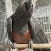 I have several pairs of African greys in perfect health big beautiful birds