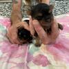 YORKIES 
