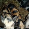 Kunekune pigs