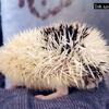 Ink Spot - Young male Pinto Hedgehog 